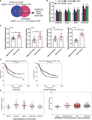 Long Noncoding RNA OR7E156P/miR-143/HIF1A Axis Modulates the Malignant Behaviors of Glioma Cell and Tumor Growth in Mice